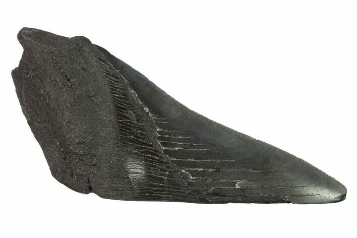 Partial, Fossil Megalodon Tooth Paper Weight #144432
